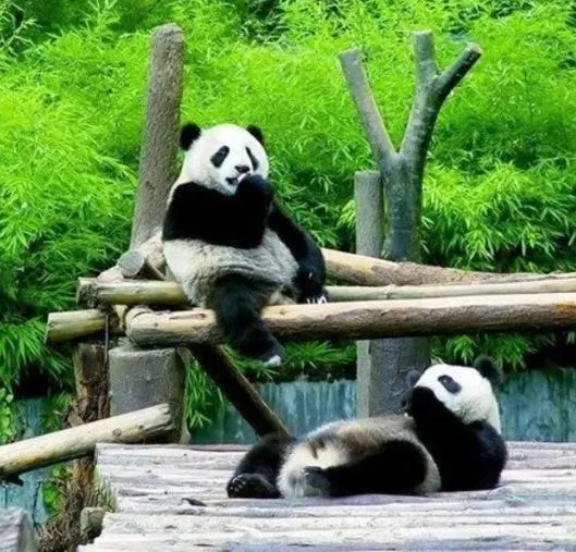 Panda Research Base (大熊猫繁育研究基地)