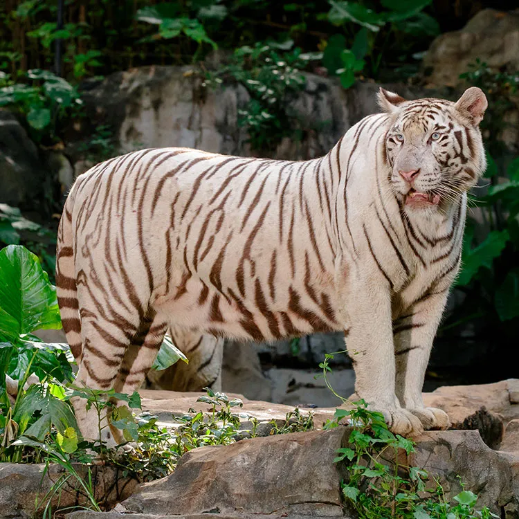 Chimelong Safari Park (长隆野生动物世界)