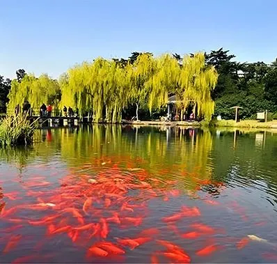 Viewing Fish at Flower Pond (花港观鱼)