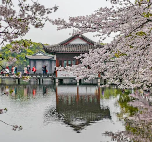 Crooked Courtyard (曲院风荷)