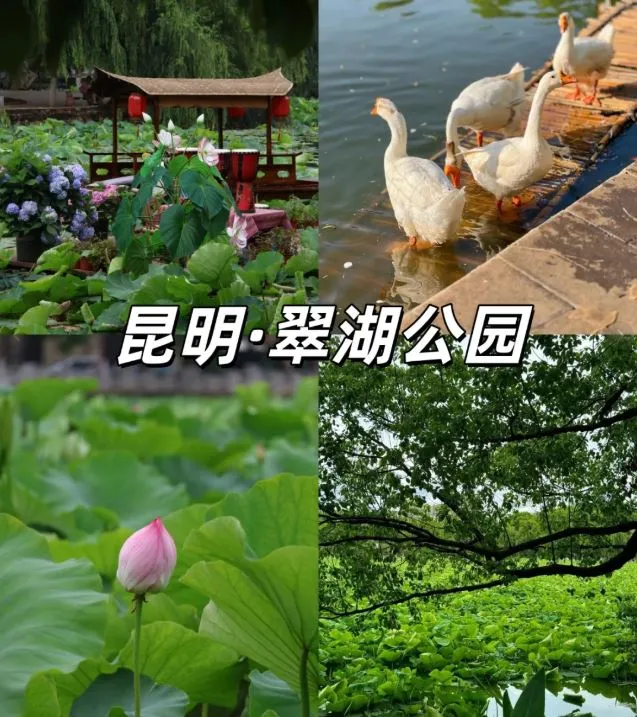 Green Lake (Cuihu) Area (翠湖)