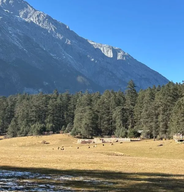 雲杉坪 (Spruce Meadow)